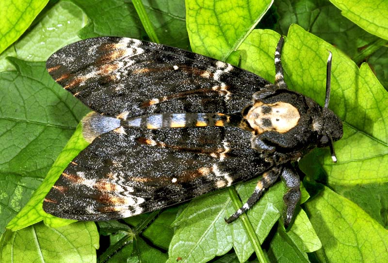 Acherontia atropos a buon fine